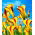 Träsyrel "Golden Cape" - Stort paket! - 20 st; Oxalis, falsk shamrock