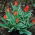 Tulipa Praestans Unicum - Tulpe Praestans Unicum - 5 Zwiebeln