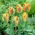 Tulipa Golden Artist - Tulip Golden Artist - 5 bulbs