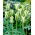 Tulipa Spring Green - Tulip Spring Green - 5 bulbs