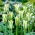 Tulipa Spring Green - Tulip Spring Green - 5 bulbs