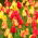 Conjunto de tulipas - vermelho, amarelo e abricó com borda amarela - 45 peças - 