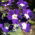Kerti vervein, verbena - kék, fehér folt - 120 mag - Verbena x hybrida - magok