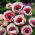 Szellőrózsa - De Caen - Bicolor - csomag 8 darab - Anemone