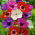 Anemone De Caen mix - 8 lukovica