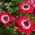 Anemone Guverner - 8 lukovica
