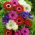 Anemone St Brigid mix - 8 lukovica