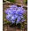Glory of the snow – Chionodoxa luciliae – 10 pcs; Bossier's glory–of–the–snow, Lucile's glory–of–the–snow