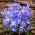 Glory of the snow – Chionodoxa luciliae – 10 pcs; Bossier's glory–of–the–snow, Lucile's glory–of–the–snow