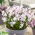 Gloria de la nieve de Forbes Chionodoxa forbesii Pink Giant - ¡Paquete grande! - 100 piezas