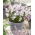 Forbes 'gloria zăpezii Chionodoxa forbesii Pink Giant - Pachet mare! - 100 buc.