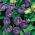 Klockranka - lila - Cobaea scandens - Perfekt för lövgångar, verandor och balkonger - Färska frön