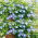 Purpur Pragtsnerle - Ipomoea purpurea - Blændende lilla ranker til pergolaer - Friske frø