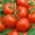 蕃茄男爵种子 -  Lycopersicon esculentum  -  35种子 - Lycopersicon esculentum Mill.  - 種子