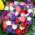 Petunia - Miscuglio - Petunia hybrida - Fiori a cascata per cestini sospesi - Semi Freschi