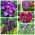 Violetti kukka - 5 lajia - 