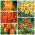 Orange blomster sæt - 5 arter