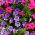 Petúnia Superbissima - Smolicka - 60 magok - Petunia x hybrida superbissima