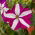 Cây dã yên đỏ thẫm với những bông hoa lưỡng tính "Starlet F2" - 80 hạt - Petunia x hybrida pendula 