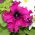 Petunie s rozcuchanými květy - odrůda mix - 80 semen - Petunia x hybrida fimbriatta  - semena