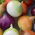 Onion - a selection of varieties - Seed tape - Golden Shine, Perfect Sweetness