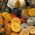 Calabaza - mezcla de variedades - Formas y colores diversos - Semillas frescas