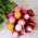 Radish variety mix - round roots - SEED TAPE