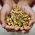 Sprouting seeds - Tender mix - 250 g of seeds