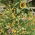 Rainbow hedge mix: 40 especies de plantas anuales que crecen hasta 180 cm de altura. -  - semillas