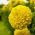 Dwarf pot marigold "Calando" - yellow - 108 seeds