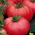 Tomato "Polorosa F1" - for cultivation under covers - 15 seeds