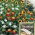 Sunny Border - annual flowers' variety mix for boxes and edgings, 10 x100 cm mat