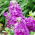 Matthiola incana annua - Varsovia Jaga - frø