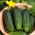 Cucumber - Zuzana F1 - Parthenocarpic Field Variety for Pickling - Fresh Seeds
