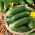 Cucumber - Othello F1 - Super Early Harvest, Ideal for Pickling - Fresh Seeds