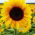 Соняшник "Соня" \ t - Helianthus annuus - насіння
