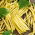 Haricot - Goussdor - Phaseolus vulgaris L. - graines