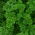 叶欧芹“Rizardo Verde Oscuro” - 卷曲的叶子 - Petroselinum crispum  - 種子