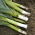 Porro - Pancho - Allium ampeloprasum L. - semi