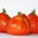 Tomate - Corazon F1 - Lycopersicon esculentum Mill  - semillas