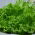 Lăptucă de stejar cu frunze "Querido" - Lactuca sativa var. foliosa  - semințe