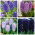 Hyacinth – Purple and violet set – 28 pcs