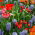 Unusual tulips and blue grape hyacinth – 29 piece set
