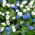 Alpine forget-me-not - blå og hvit, et sett med frø av to varianter - 