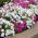 Vit och rosa petunia - frön av 2 sorter - 