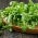 Majs salat "Accent" - let so: almindelig majssalat, lammesalat, mâche, fetticus, feldsalat, nøddesalat, feltsalat, rapunzel - 