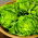 Butterhead salad "Justine" - pelbagai awal, mudah untuk menyemai - 
