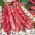 Speckled French bean "Flambo"