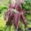 BIO bit merah memanjang - benih organik bersertifikat - Beta vulgaris - biji