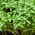 Karse - BIO - 13500 frø - Lepidium sativum